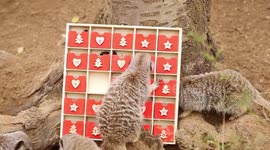 Adorable London Zoo meerkats tear into an advent calendar