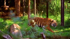 Cute tigers from London Zoo play with Halloween decorations