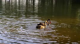 Love birds! Black swans eat and move together in cute way in China