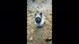 Hilarious dog trio shows how chaotic - and fun - it is to work with animals
