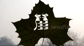 Chinese leaf carver creates vivid works of art with just a knife, in Jining, Shandong
