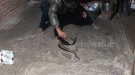 Indonesian reptile expert removes large cobra from home with bare hands