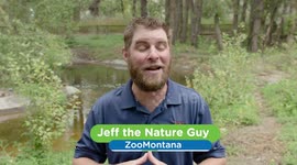 This Beaver Almost Didn’t Survive and Now She’s Thriving!