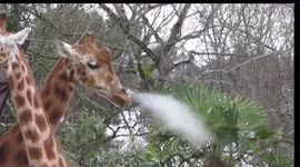 Giraffe's slo-mo sneeze looks like a gun being fired