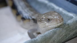 Pretending to be a Predator Works for This Skink
