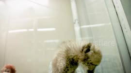 The San Diego Zoo Nursery Is Home To These Amazing and Curious Cheetah Cubs