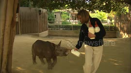 Baby rhino guzzles gallons of milk per day