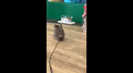 Tiny kitten playing with feather at Cattyshack Cat Cafe in Fort Meyers