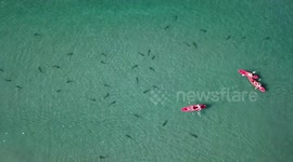 Leopard Sharks in San Diego, California
