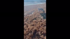 The dog plays cute with a little girl