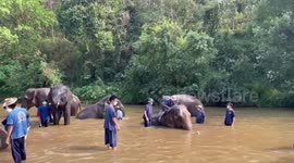 Herd of elephants enjoy refreshing bath in river during hot 38degrees Celsius temperature in Thailand