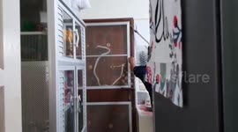 Snake caught hiding behind mesh screen door in family's kitchen