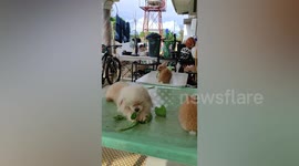 Pet dog eats vegetables with rabbit friends
