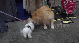 Owners take their cute cats and dogs to Thailand International Pet Variety Exhibition