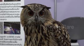 Exotic animals join cute cats and dogs to Thailand International Pet Variety Exhibition