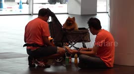 Cats and dogs take part in competitions at the Thailand International Pet Variety Exhibition