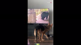 Dog left confused as bear on TV screen leaves the frame