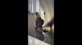 'Donny the singing cockatiel SLAYS his first-ever 'Live Performance' 
'