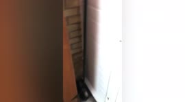 UK man rescues DEER stuck behind garden fence