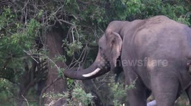 Tuskers foraging for food munches on tree leaves in Sri Lanka