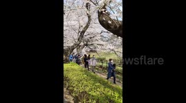 Cherry blossoms are in full bloom in Tokyo, Japan