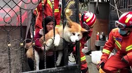 Firefighters free Akita dog trapped in iron gate in China