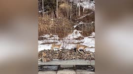 Motorist encounters pack of wild lynxes roaming near road in China