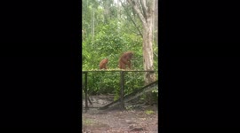 Orangutans Rain Forest  (Orangutan Kalimantan on Feeding Platform)