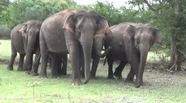 Elephant trembles in pain as porcupine quill gets stuck in its trunk in Sri Lanka