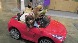 A toy car filled with dogs, cats and a parakeet star at Bangkok pet show