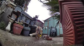Cute fox cub and mother caught on doorbell camera in London garden