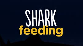 How experts feed sharks and don't end up the food
