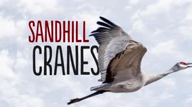 Learn about why sandhill cranes are so important