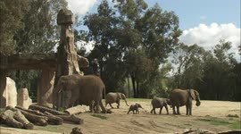 Elephant herds can be tough to crack as this pair of young calves learn