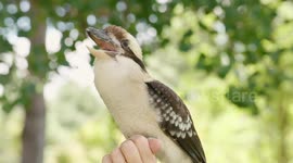 Get weirded out by the kookaburra's weird laugh