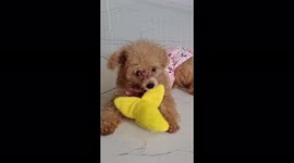 Favourite toy!