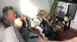Our Alaskan Malamutes have learnt that begging gets them everything so turn up the charm
