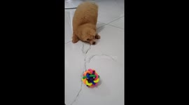 Oh ball!