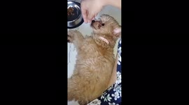 When you're lazy but you have to eat.