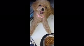 Play eat or eat play?