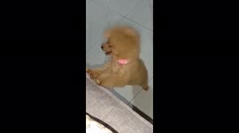 Give me my toy,  pwease Mommy.