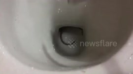 Shocked housewife finds rat swimming in her toilet
