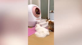 Three pet cats queue patiently to use toilet