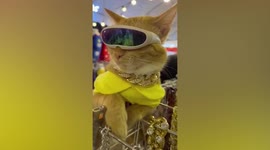 Coolest cat ever? Feline is feeling itself with sunglasses at store