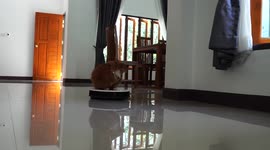 Fluffy pet cat stands on top of moving robot vacuum cleaner