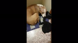 Guilty-looking American Staffordshire Terrier destroys apartment