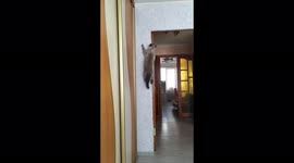 Cat shows off spider-like skills by scaling wall