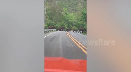 Rare moment huge family of wild elephants cross rural road in western Thailand