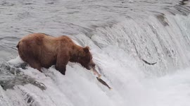 Oh no! Bear drops its lunch while fishing in Brooks Falls, Alaska - in super slo-mo
