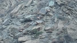 Several ibex spotted strolling in steep cliffs in northern India
